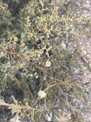 Acacia aspera