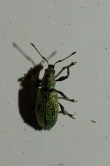 Phyllobius intrusus