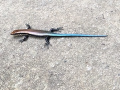 Varzea altamazonica
