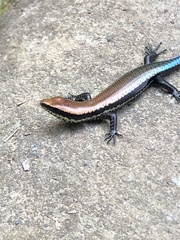Varzea altamazonica