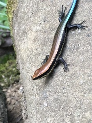 Varzea altamazonica