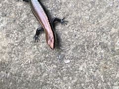 Varzea altamazonica