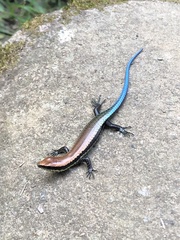 Varzea altamazonica