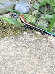 Varzea altamazonica