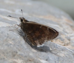 Cogia caicus