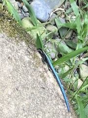 Varzea altamazonica
