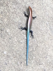 Varzea altamazonica
