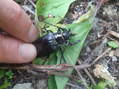 Prionus insularis