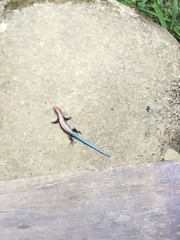 Varzea altamazonica