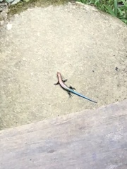 Varzea altamazonica