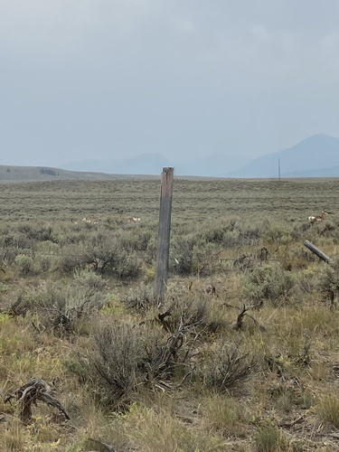 Pronghorn photographed in Idaho