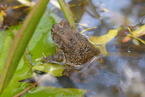 Eastern Flat-backed Toad
