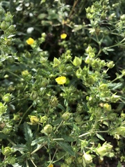 Potentilla intermedia