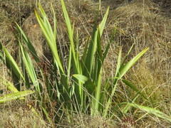 Phormium cookianum