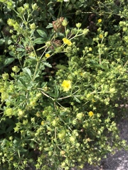 Potentilla intermedia