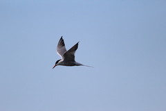 Sterna hirundo hirundo