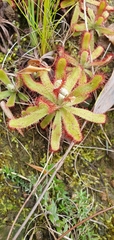 Drosera ericgreenii