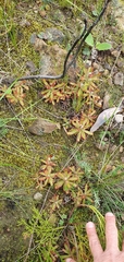 Drosera ericgreenii