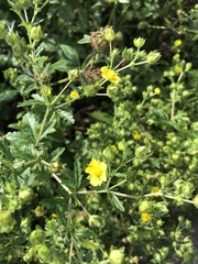 Potentilla intermedia
