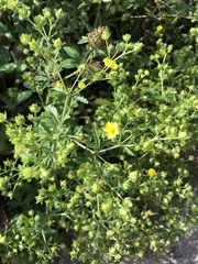 Potentilla intermedia