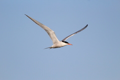 Sterna hirundo hirundo