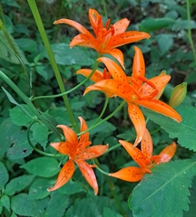 Lilium tsingtauense