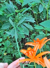 Lilium tsingtauense