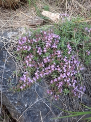 Thymus punctulosus