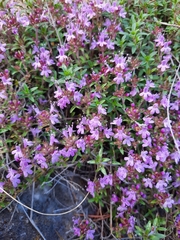 Thymus punctulosus