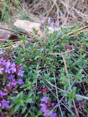 Thymus punctulosus