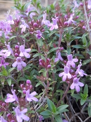 Thymus punctulosus