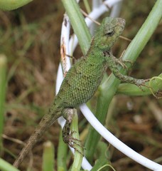 Calotes versicolor