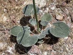 Eriogonum deflexum
