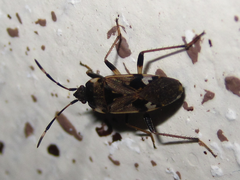 Panaorus csikii