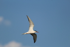 Sterna hirundo hirundo