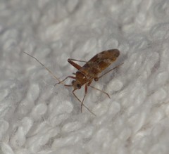 Phytocoris minor