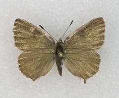 Callophrys dumetorum