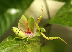 Rhombodera stalii