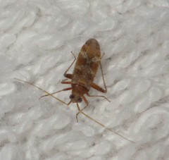 Phytocoris minor