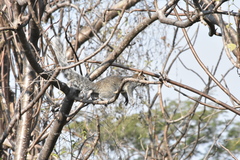 Sciurus nayaritensis