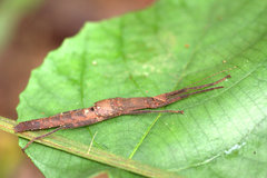 Loxopsis