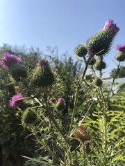 Cirsium vulgare