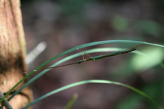 Marmessoidea