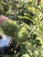 Cirsium vulgare