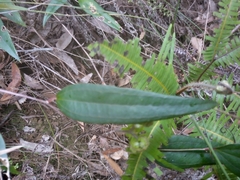 Smilax glyciphylla