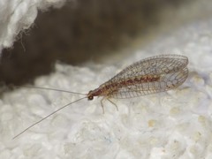 Pseudomallada genei