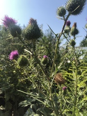 Cirsium vulgare