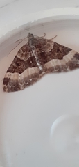 Epirrhoini