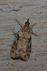 Eudonia spenceri