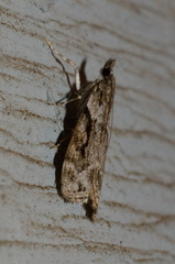 Eudonia spenceri